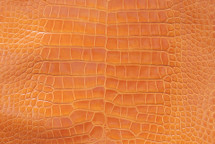 鳄鱼皮肤肚皮玻璃芥末30/34厘米4级