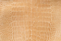 鳄鱼皮肚皮釉毛茛35/39厘米3级