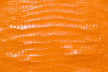 美国鳄鱼皮肤腹部哑光橙色50/54厘米3级