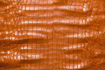 美国鳄鱼皮肤腹部哑光干邑55/59厘米3级