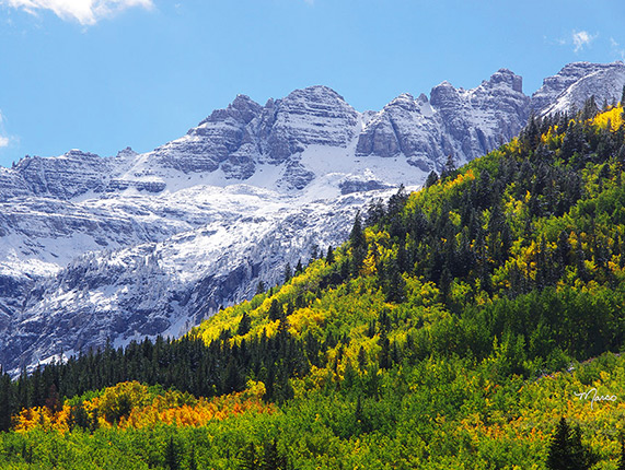 Snowy, rocky mountains against a clear, blue sky with aspen and pine trees along a ridge in the foreground