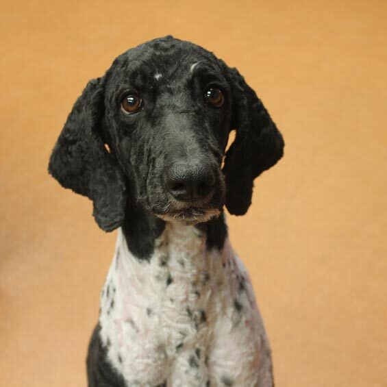 Missy, Wiggy's new poodle