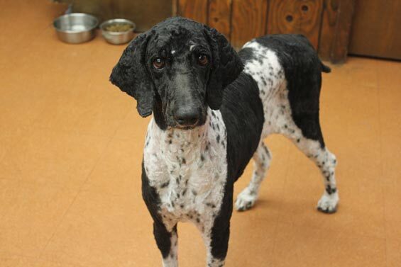 Missy, Wiggy's new poodle, standing near her food bowl