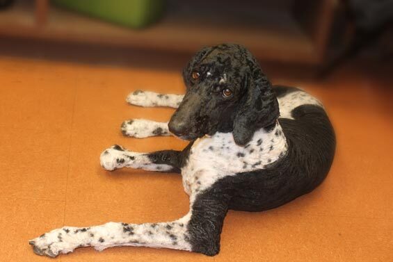 Missy, Wiggy's new Poodle, lying on the floor.
