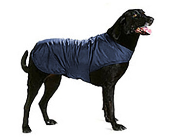 Black labrador wearing a navy colored dog jacket