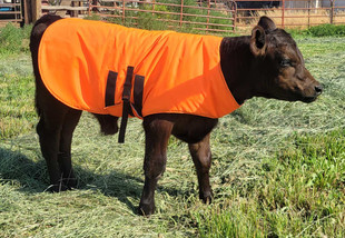 Wiggy's orange insulating calf jacket modeled on a young calf standing in a grassy enclosure