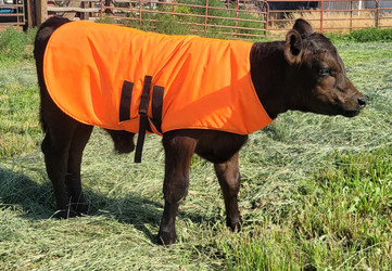 Wiggy's orange insulating calf jacket modeled on a young calf standing in a grassy enclosure