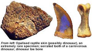 opalised fossils lost sea