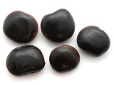 East African Sea Bean Bead 29-33mm (SN101)