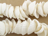 Clam Shell Beads 30mm (SH419)