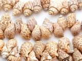 Babylonia Shell Beads 30mm (SH420)