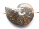 Whole Ammonite Pendant 23mm (AM782)