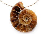 Ammonite Pendant 30mm (AM831)