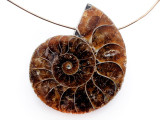 Ammonite Pendant 34mm (AM833)
