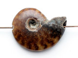 Whole Ammonite Pendant 25mm (AM840)