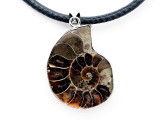 Ammonite Pendant 31mm (AM869)