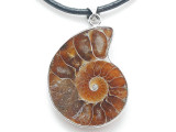 Ammonite Pendant 34mm (AM888)