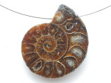 Ammonite Pendant 36mm (AM904)