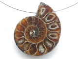 Ammonite Pendant 40mm (AM907)