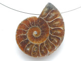 Ammonite Pendant 34mm (AM909)