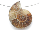 Ammonite Pendant 26mm (AM910)