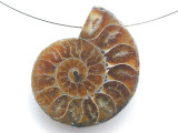 Ammonite Pendant 35mm (AM912)