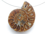 Ammonite Pendant 44mm (AM920)