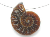 Ammonite Pendant 31mm (AM922)