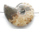 Whole Ammonite Pendant 25mm (AM929)