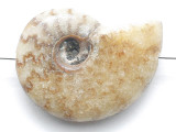 Whole Ammonite Pendant 29mm (AM931)