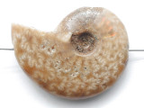 Whole Ammonite Pendant 35mm (AM932)