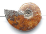Whole Ammonite Pendant 38mm (AM935)