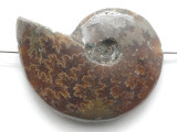 Whole Ammonite Pendant 29mm (AM939)