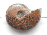 Whole Ammonite Pendant 23mm (AM941)
