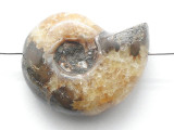 Whole Ammonite Pendant 25mm (AM942)