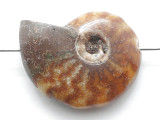 Whole Ammonite Pendant 25mm (AM943)