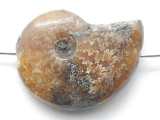 Whole Ammonite Pendant 20mm (AM944)