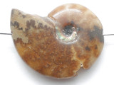 Whole Ammonite Pendant 28mm (AM946)