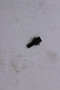 25 086 47-S } BOLT: SHOULDER