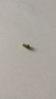 25 086 86-S } SCREW: DRIVE