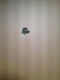 41 086 06-S } SCREW: FLG HD 10-2