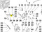 ED0056800770-S } SPRING