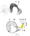 ED0085456480-S } BRACE