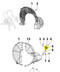 ED0085456490-S } BRACE
