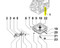 ED0094551310-S } TUBE