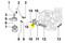 ED0097300130-S } ALLEN SCREW