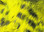 Hareline Black Barred Rabbit Strips- 1/4" Magnum (Yellow)