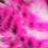 Hareline Tiger Barred Rabbit Strips- 1/4" Magnum Hot Pink Black Over White