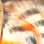 Hareline Tiger Barred Rabbit Strips (Black White Tipped Hot Orange)