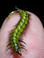 Hoffman's Caddis Larva
